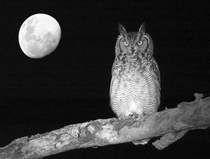 Giant Eagle Owl