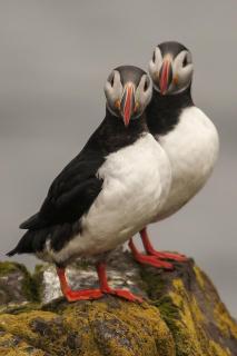 Puffins