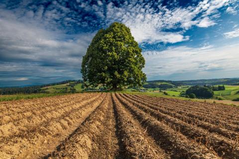 DER Baum