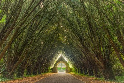 Tree Tunnel