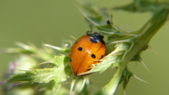 Marienkäfer