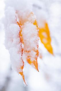 Winter-Herbst