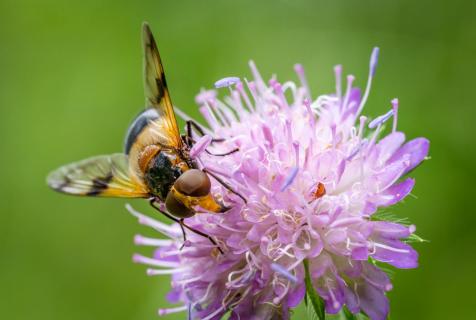 Waldschwebefliege