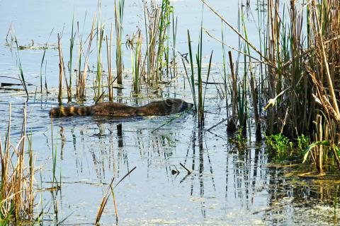 Schwimmender Waschbär