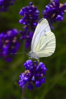 Schöner Schmetterling