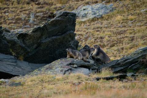 Murmeltierfamilie in Zermatt