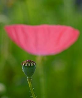 Mohn