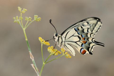 Papillón