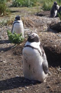 Pinguin auf der Isla Marciel