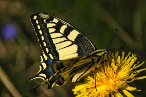 Schmetterling auf Löwenzahn