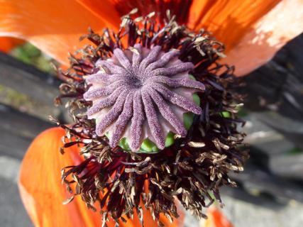 Blüte auf den Punkt gebracht