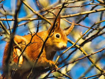 Eichhörnchen im Frühling