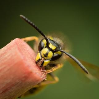 Wespe auf Eisstil