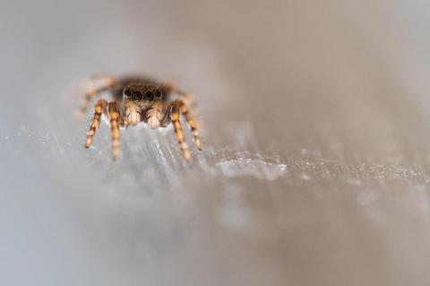 Jumping Spider