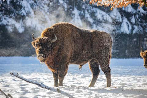 Wisent mit Dampf