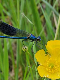Libelle