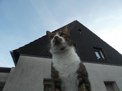 Katze