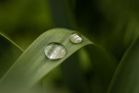 Wassertropfen