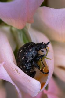 Trauerrosenkäfer in einer Blüte