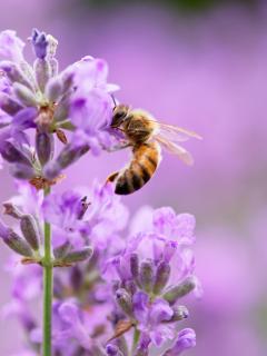 Lavendel Biene