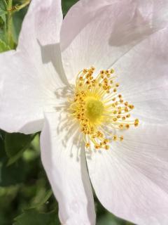 Blume