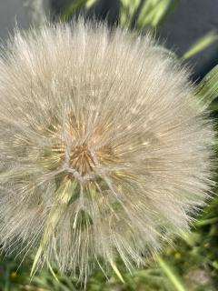 Pusteblume (groß)