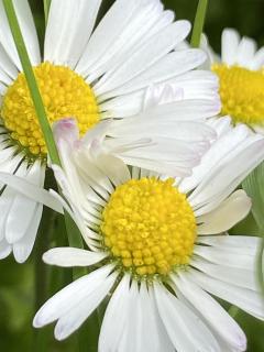 Blumendiscordia