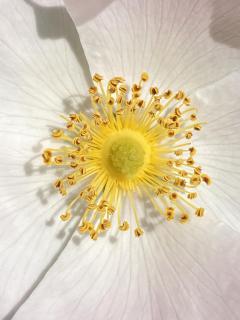 Blumengeheimclub