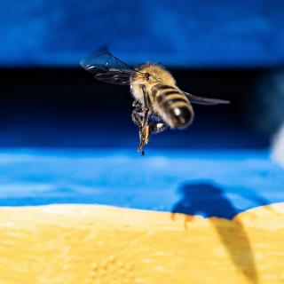 Biene im Heimflug