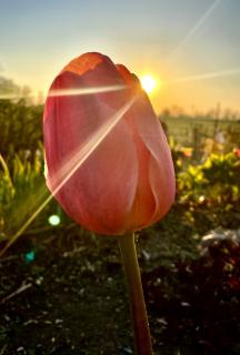 Tulpe im Sonnenuntergang