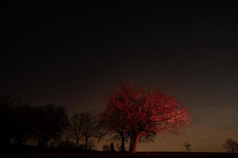 Baum am Drei-Länder-Eck