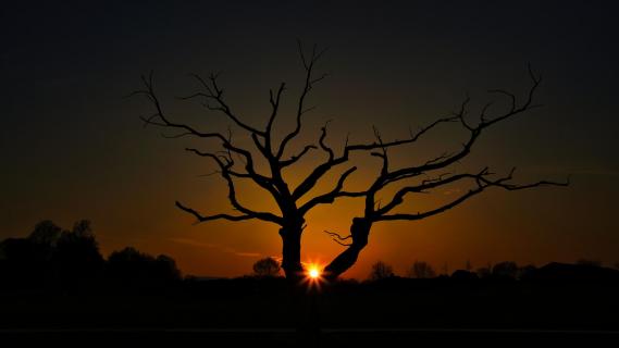 Mein Freund der Baum