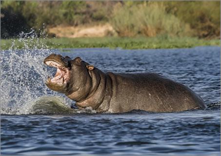 Hippo im Okawango Fluss