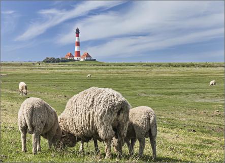 Schafe am Westerhever Leuchtturm 