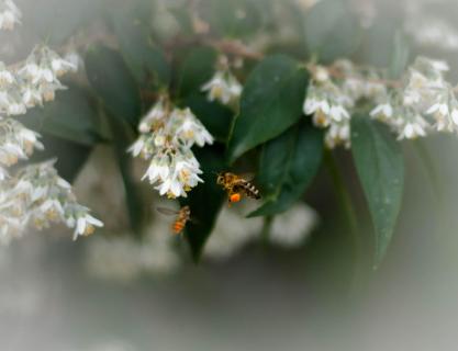 Bienenflug