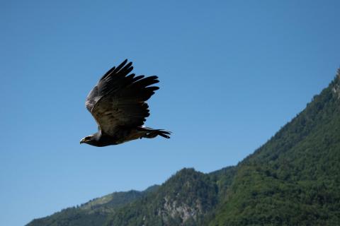 majestätischer Bussard