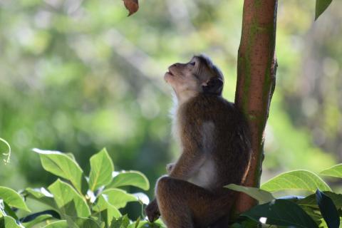 Ceylon-Hutaffe 