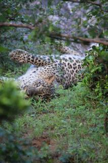 Leopard, Yala Nationalpark