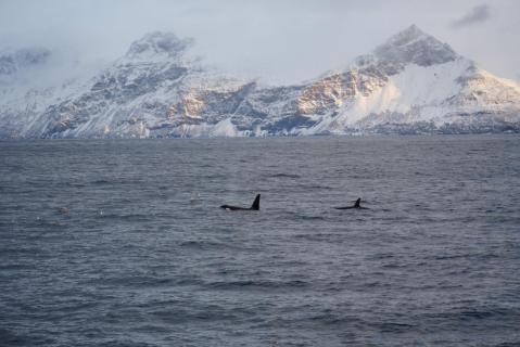Orcas in der Arktis 