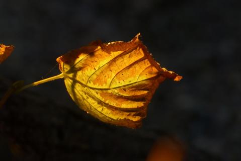 Blatt im Sonnenlicht