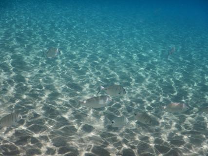 2023071020 Lanzarote Unter Wasser