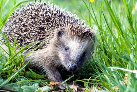 Igel in unserem Garten