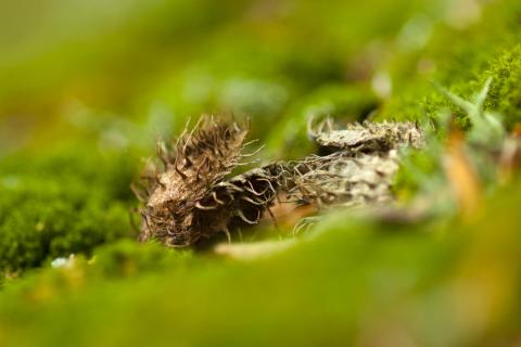 Ein Pärchen Bucheckern