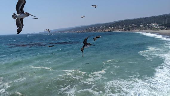 Pelicans