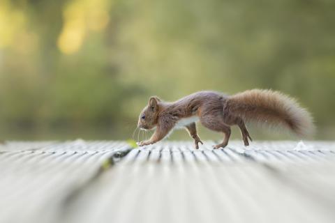 Eichhörnchen auf dem Weg zum See 