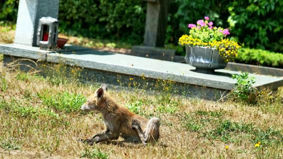 Fuchs auf einem Friedhof