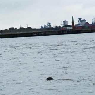 Seelöwe im Hamburger Hafen