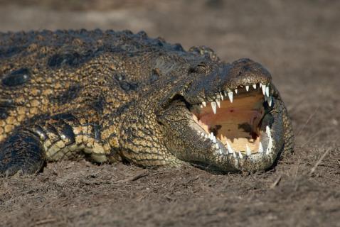 Bigmouth