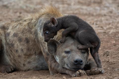 Mama