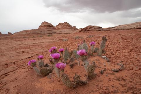 vermillion cliffs